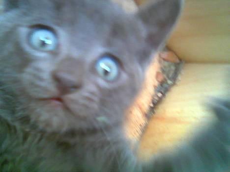 Russian Blue Pelle - De sødeste blå øjne... billede 3