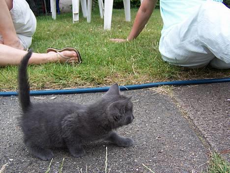 Russian Blue Pelle - Jeg smutter lige.. billede 4