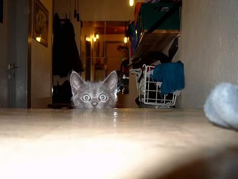 Russian Blue Pelle billede 5