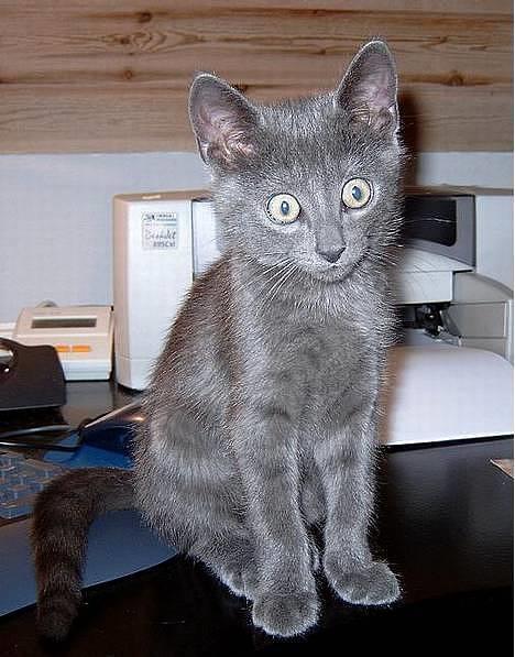 Russian Blue Pelle - Hvorfor kalder de mig stirre-missen?!?  billede 6