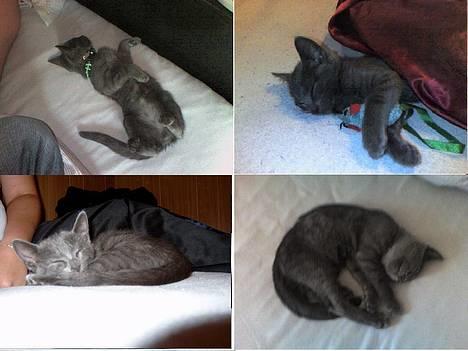 Russian Blue Pelle - Den lille tiger gik vist kold til sidst.... billede 7