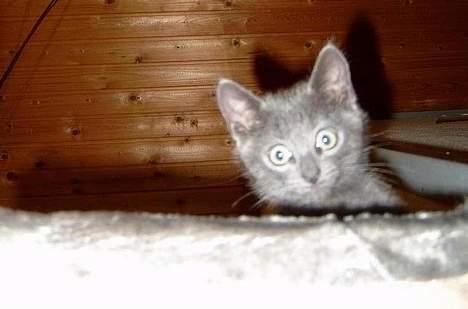 Russian Blue Pelle billede 8