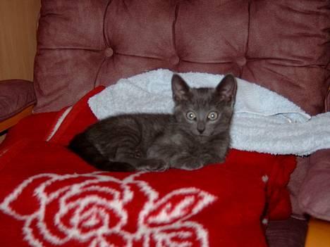 Russian Blue Pelle billede 9