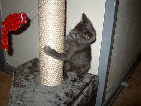 Russian Blue Pelle billede 10