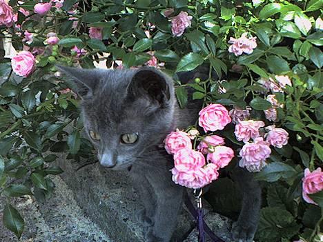 Russian Blue Pelle billede 11