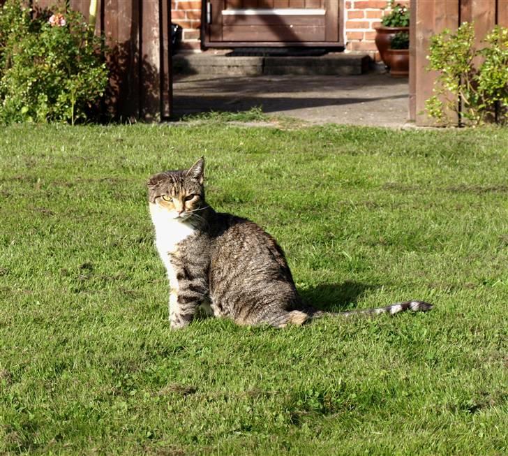 Blanding af racer Grumse - Min dejlige kat, ude i vores have. billede 1