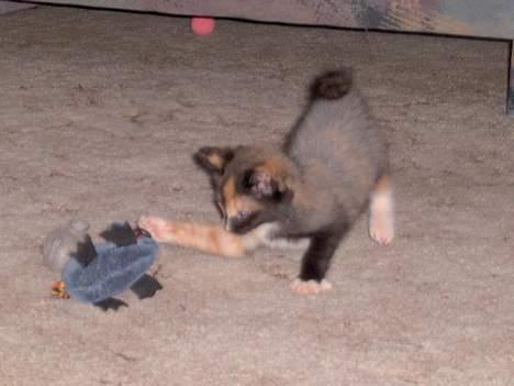 Blanding af racer Yasmin - jeg fanger dig, din grimme mus:-) billede 6