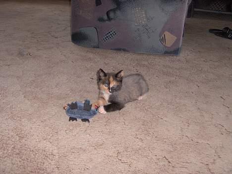 Blanding af racer Yasmin - jeg fik den ... billede 7