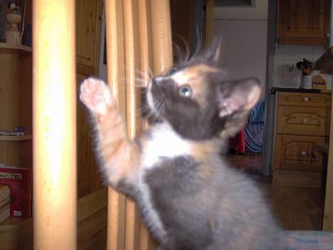 Blanding af racer Yasmin billede 8