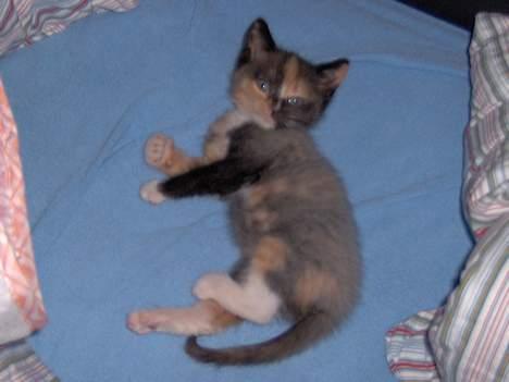 Blanding af racer Yasmin billede 9