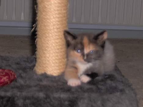 Blanding af racer Yasmin billede 10