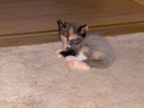 Blanding af racer Yasmin billede 11