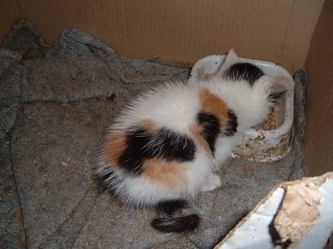 Blanding af racer destiny <3 død:´(  :´( billede 2