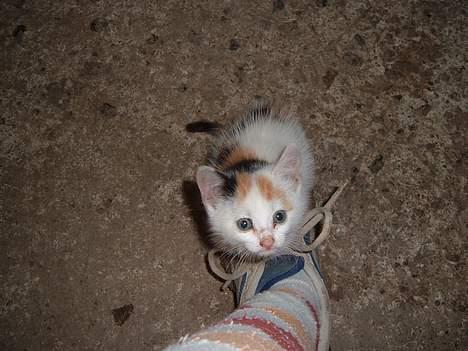 Blanding af racer destiny <3 død:´(  :´( - lille desteny sidder på min sko:-) billede 4