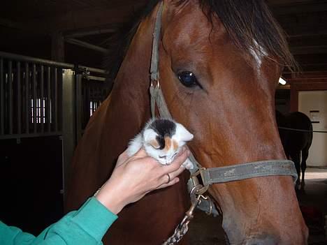 Blanding af racer destiny <3 død:´(  :´( billede 5