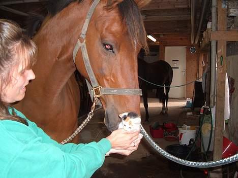 Blanding af racer destiny <3 død:´(  :´( billede 6