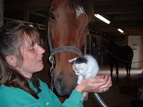 Blanding af racer destiny <3 død:´(  :´( billede 7