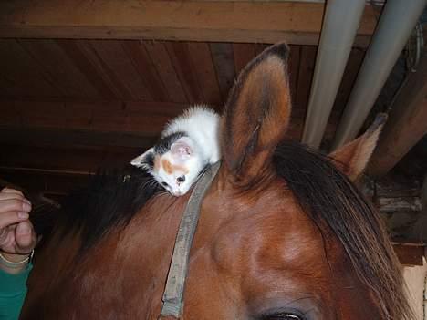 Blanding af racer destiny <3 død:´(  :´( billede 9