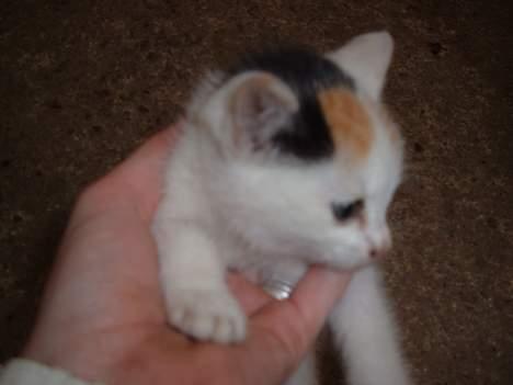 Blanding af racer destiny <3 død:´(  :´( billede 11