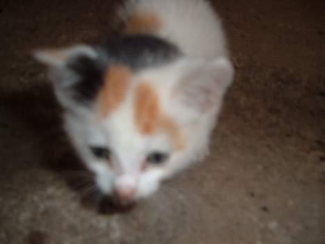 Blanding af racer destiny <3 død:´(  :´( billede 12