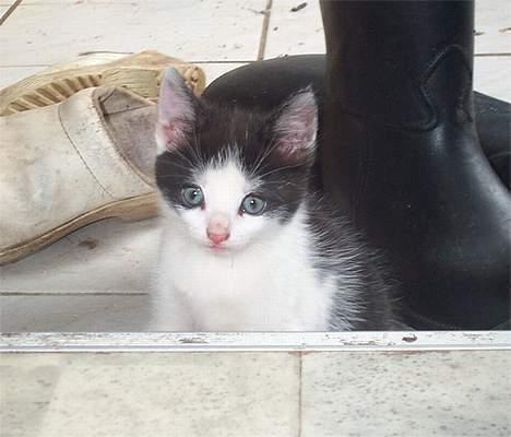 Blanding af racer Toulouse *TIL SALG* - Lille dreng billede 1