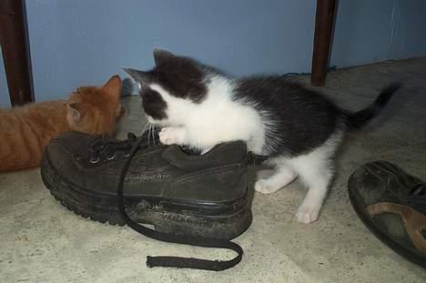 Blanding af racer Toulouse *TIL SALG* - En sko er god (Hvad er det med sko? :) billede 2