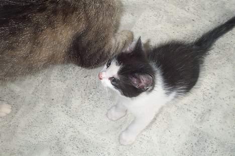 Blanding af racer Toulouse *TIL SALG* - Vent på mig, mor billede 3