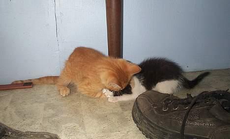 Blanding af racer Toulouse *TIL SALG* - Davis og Toulouse i slås kamp billede 4