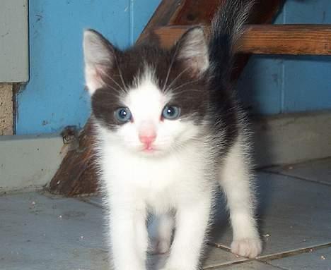 Blanding af racer Toulouse *TIL SALG* - Kuk kuk billede 5