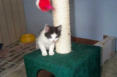 Blanding af racer Toulouse *TIL SALG* - Hej med jer billede 6