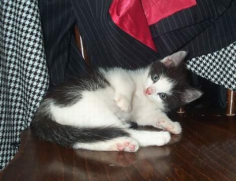 Blanding af racer Toulouse *TIL SALG* - Fotogen kat billede 7