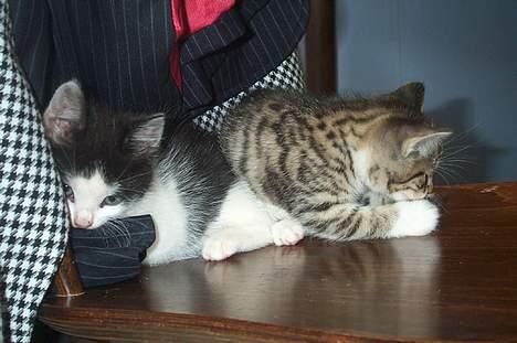 Blanding af racer Toulouse *TIL SALG* - Toulouse og China Doll gemmer sig for kameraet billede 8