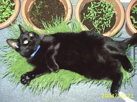 Blanding af racer Tutte (DØD) :-( - Tutte´s kattegræs som han åbenbart hellere vil ligge på end spise billede 6