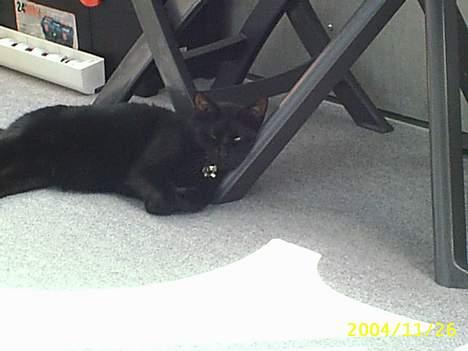 Blanding af racer Tutte (DØD) :-( - her ligger han og varmer sig på altanen med hovedet godt plantet op ad bordbenet billede 7