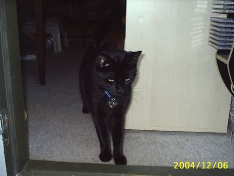 Blanding af racer Tutte (DØD) :-( - Tør man gå ud eller gør man ikke det er lige det spørgsmål det ser ud til han stiller sig selv billede 8