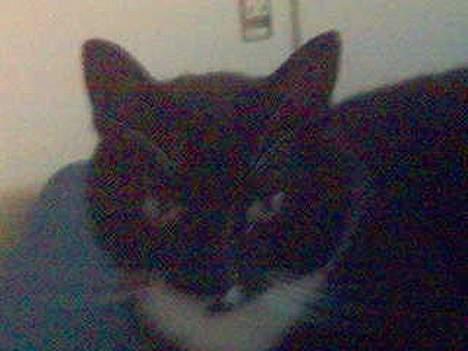 Blanding af racer Oliver  - lidt mørke billeder. Oliver, august 2005 billede 1