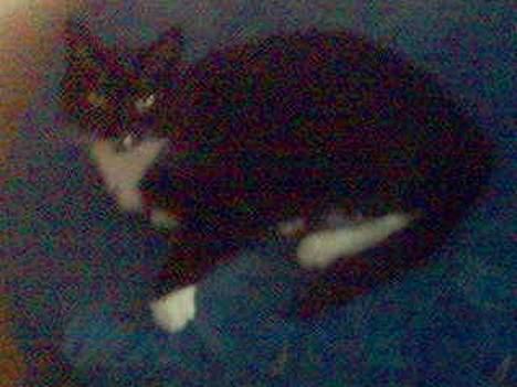 Blanding af racer Oliver  - Miv miv (: billede 2