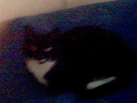 Blanding af racer Oliver  - RET mørke billeder, ved det.  billede 3