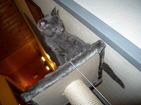 Russian Blue Pelle - Helt op til toppen... billede 12