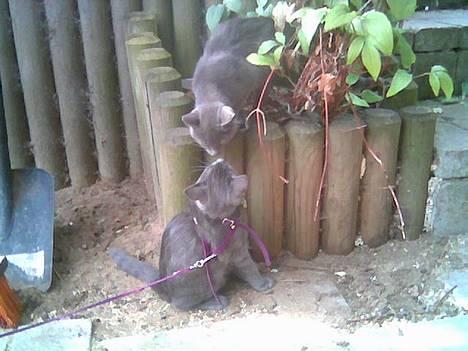 Russian Blue Pelle - Pelle og hans bror... billede 13