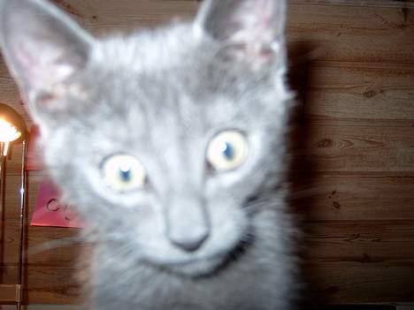 Russian Blue Pelle billede 14