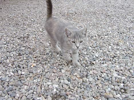 Huskat Bianca billede 9