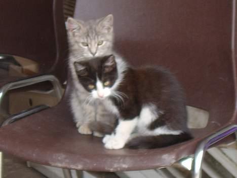 Huskat Bianca billede 10