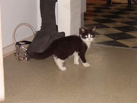 Huskat Præsten billede 4