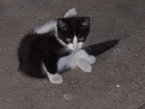 Huskat Præsten billede 5