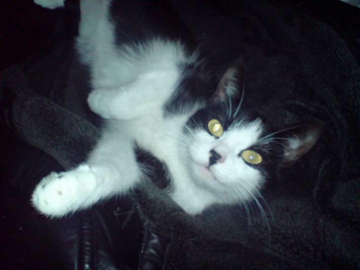 Huskat Puskina billede 1