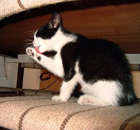 Huskat Puskina - Her kan man se hendes fine sorte trædepuder billede 2