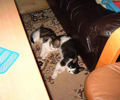 Huskat Puskina - Puskina og Linkas sovested... billede 3