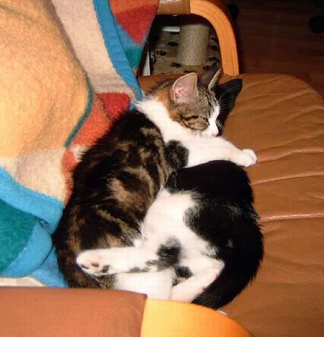 Huskat Puskina - ... når de altså ikke sover her billede 4