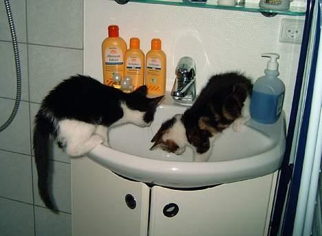 Huskat Puskina - Nysgerrig er man vel billede 5